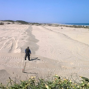 Proyecto : Las Palmeras