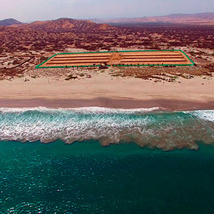 Proyecto : Las Palmeras