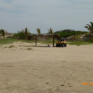 Proyecto : Las Palmeras