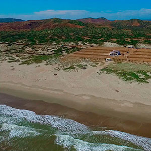 Proyecto : Las Palmeras