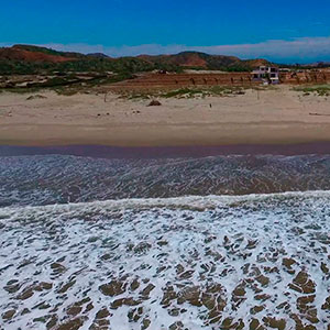 Proyecto : Las Palmeras