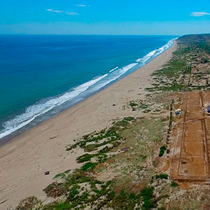 Proyecto : Las Palmeras