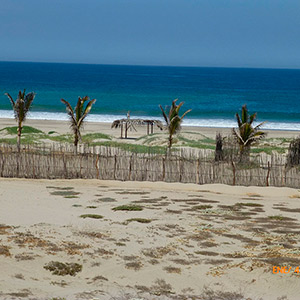 Proyecto : Las Palmeras
